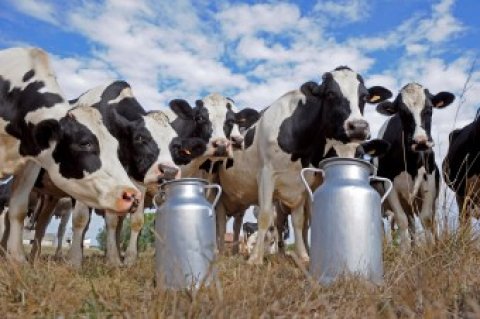 В Туркменистане высококачественная продукция «Beýik geljek» насыщает рынок 