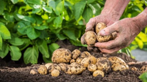 Всходы картофеля Мургабских полей обещают богатый урожай