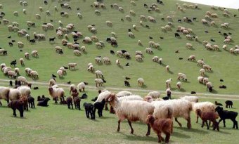  Чабаны Ахалского велаята добились высоких результатов в окотной кампании