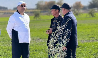 Посольство Ливии подарило Туркменистану 100 саженцев оливковых деревьев