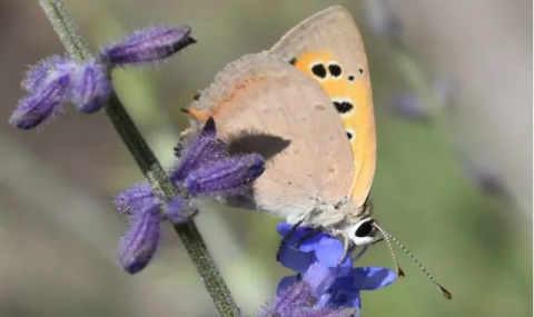 Растения Туркменистана с эфирными маслами: перовския полынная