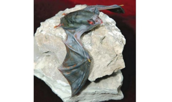 В туркменском музее представили выставку по редким видам летучих мышей