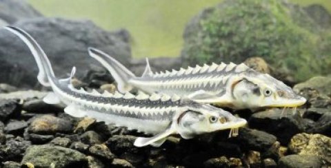 Морское богатство Туркменистана представляет собой экологическую ценность