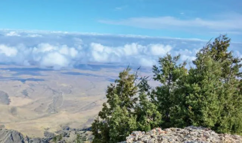 Туркменский можжевельник обитает в горах Большого Балхана