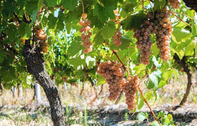 na-torgah-gtsbt-obshaya-summa-sdelok-sostavila-svyshe-7-millionov-763-tysyac-dollarov-ssha