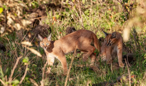 На территории Туркменистана впервые зафиксирован детеныш каракала
