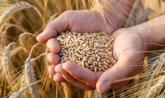 В Шаватском этрапе продолжается уход за посевами озимой пшеницы