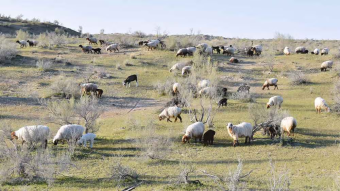 В Марыйском велаяте стартовал сезон окота