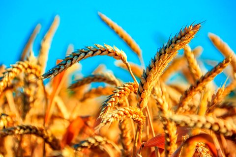 Осенний сев озимой пшеницы успешно осуществляется в Балканском велаяте 