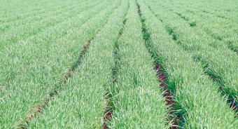 В Балканском регионе усиливают агротехнические работы на пшеничных полях