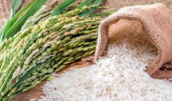 Президент Туркменистана поручил усилить контроль за сельхозсезоном и рисом 2026