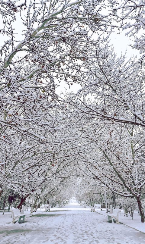 Ашхабад под снежным покровом редкого зимнего волшебства