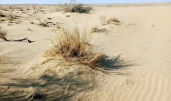 Центр в Ашхабаде поможет Центральной Азии бороться с опустыниванием