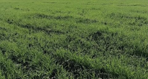  Зелёные просторы будущего урожая озимых на полях Каахкинского этрапа