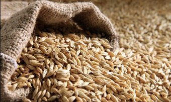 В Дашогузском велаяте в 2026 году ячмень планируют произвести в больших объёмах