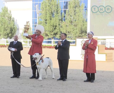 Туркменский алабай Вепалы признан самым умным и красивым в стране