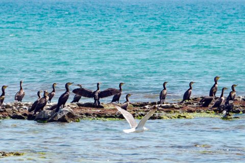 Заповедные птицы украшают туркменское побережье Каспия  