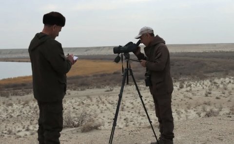 В Капланкырском заповеднике Туркменистана зафиксировали более 32 тысяч птиц 