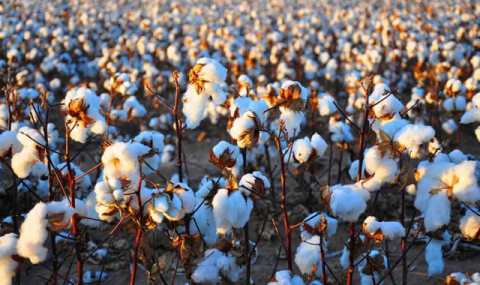 В Ахалском велаяте начинается сев хлопчатника на 24 тысячи гектаров