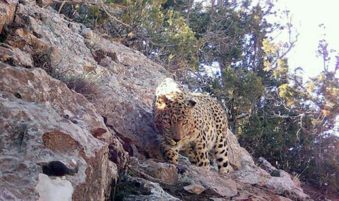 Туркменистан создаёт заповедник Балханских гор