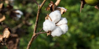 Поддержка государства — залог успешного урожая арендатора Марыйского велаята