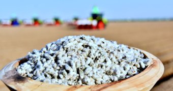 Балканский велаят набирает темпы масштабного посева хлопчатника