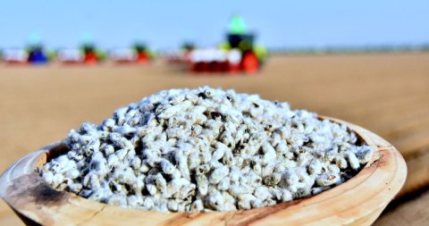 Балканский велаят набирает темпы масштабного посева хлопчатника