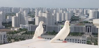 Желающим окунуться в сказки стоит посетить шоурум-галерею Арт-Базар в Ашхабаде