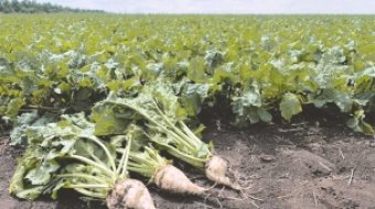 Каракумские свекловоды перевыполнили план: урожай сахарной свёклы достиг 104%