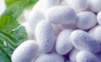 В Лебапском велаяте начался сезон выращивания шелкопряда