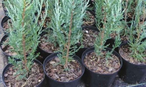 В Дашогузе завершили подготовку к весеннему озеленению