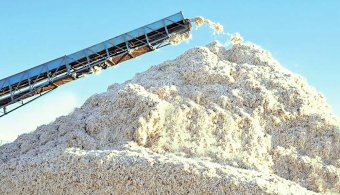 Дашогузские аграрии досрочно перевыполнили план по сбору хлопка