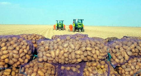 В Дашогузском велаяте началась уборка урожая картофеля 
