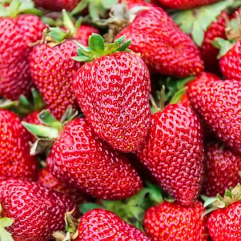 Предприниматели Туркменистана обеспечивают продовольственную безопасность  