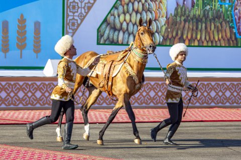 Ашхабад готовится широко отметить Национальный праздник туркменского скакуна  