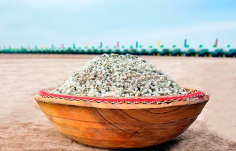 Специалисты ПО «Дашогузпагта» завершают подготовку семян для предстоящего сева