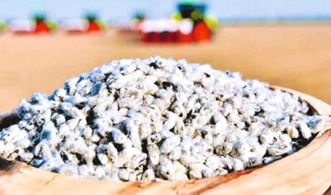 В Марыйском велаяте заготовили семена хлопка для посевной кампании