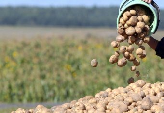  Овощеводы Акбугдайского этрапа наращивают темпы работ  