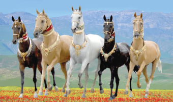 Национальный Лидер туркменского народа поручил подготовить фильмы о коневодстве