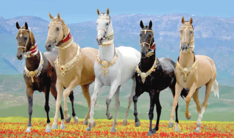 Национальный Лидер туркменского народа поручил подготовить фильмы о коневодстве