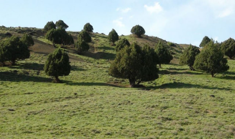 В Туркменистане функционируют семь лесных хозяйств