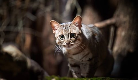 Археологи обнаружили останки самой маленькой кошки, жившей 300 тысяч лет назад