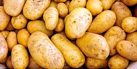 Дашогузские аграрии нацелены на рекордный урожай картофеля