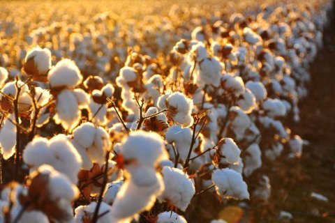 Туркменский хлопок станет сырьевой базой для текстильной отрасли Кыргызстана