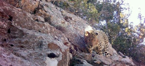 Горы Балхан в Туркменистане: от исторической ценности к заповедному статусу