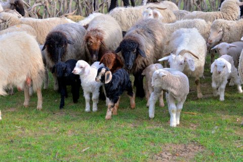 Международные эксперты обсудили пути развития животноводства в Туркменистане  