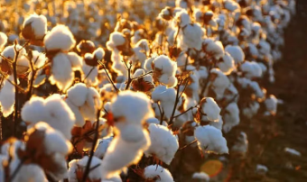 В Дашогузском велаяте продолжается посевная на полях «Kyrkgyz»