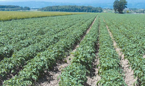В Туркменистане стартовала весенняя посевная кампания