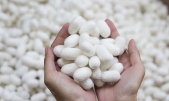 В Марыйском велаяте идёт сезон заготовки коконов шелкопряда