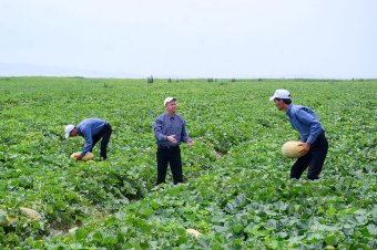 Земледельцы Балканского велаята радуют туркменистанцев сладкими дарами лета